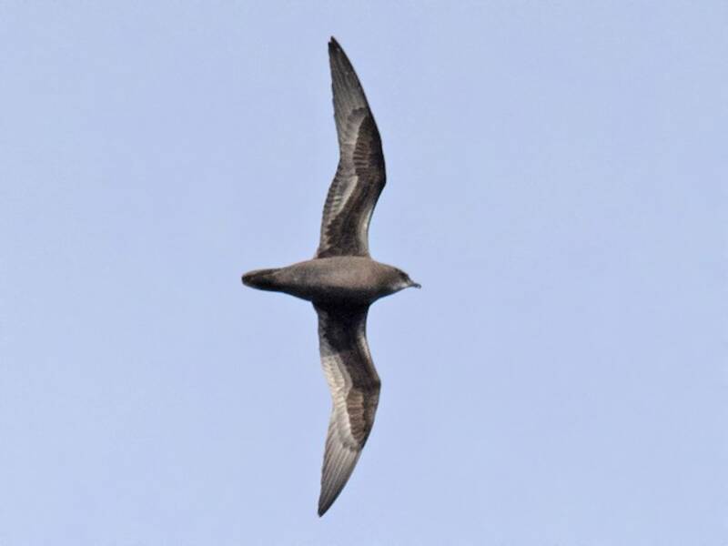 Henderson Petrel, 照片 3