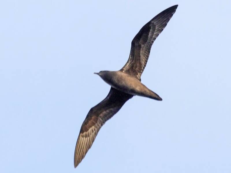 Henderson Petrel, 照片 2