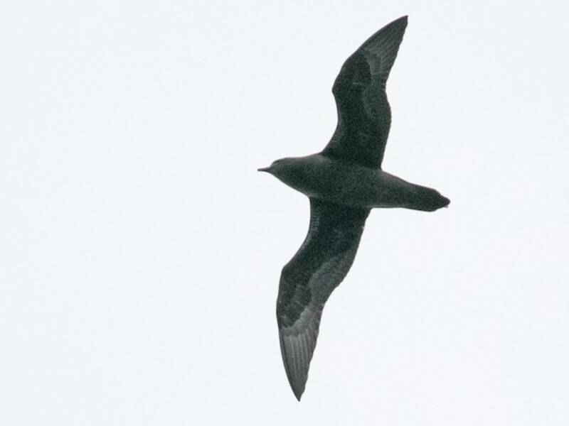 Henderson Petrel, 照片 4