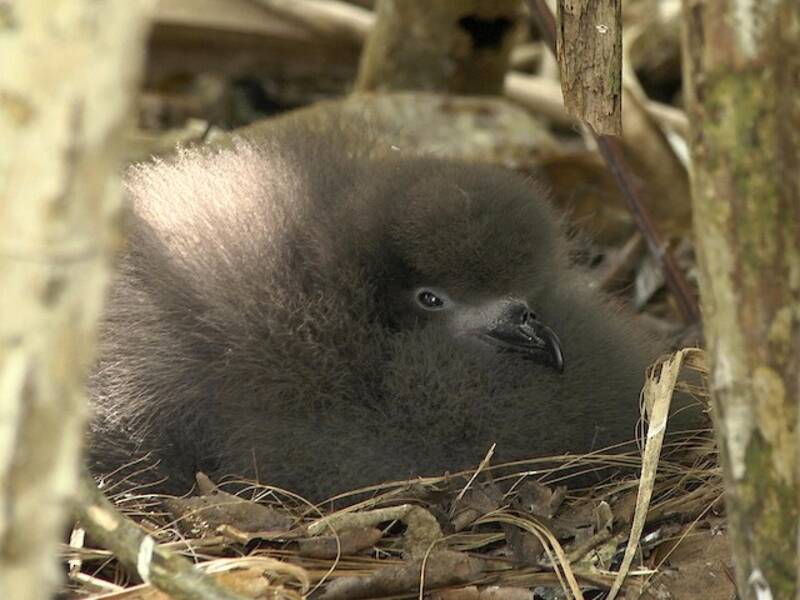 Henderson Petrel