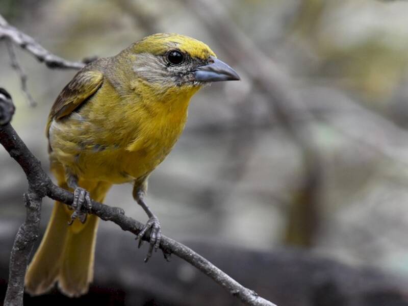 Hepatic Tanager
