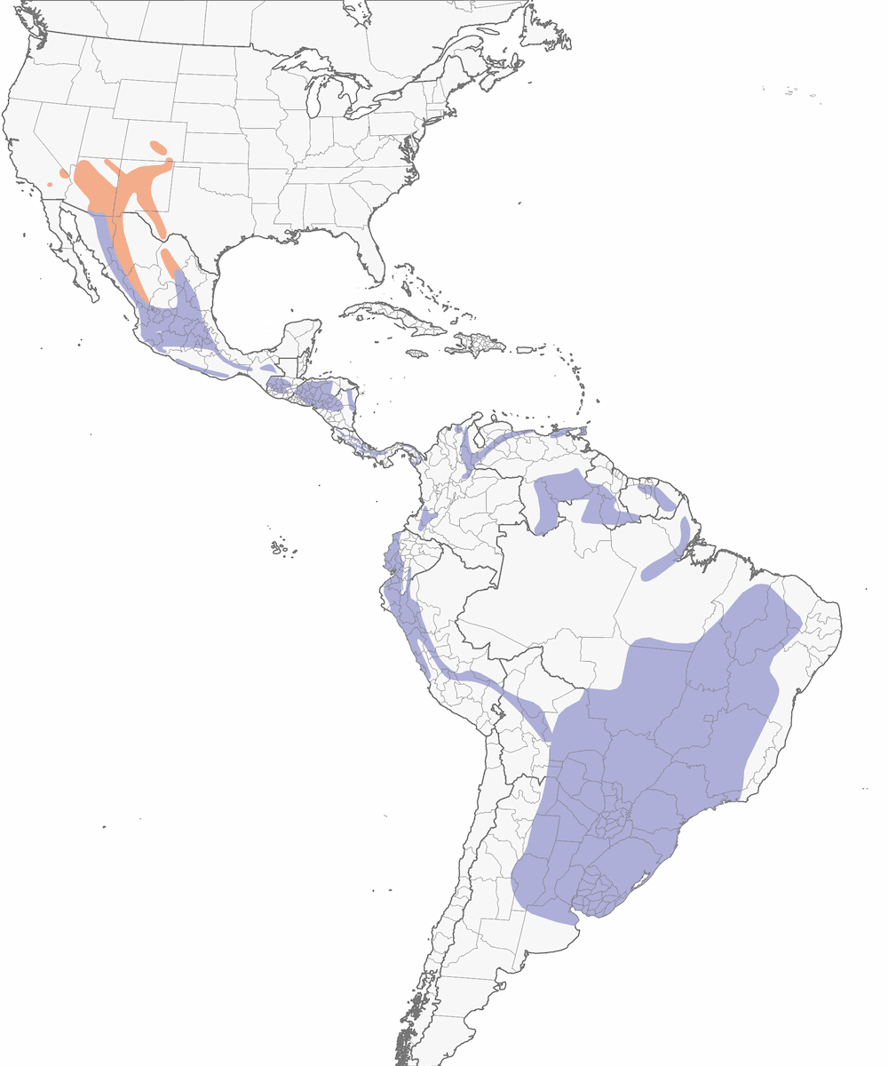 Tangara hépatique, Distribution 1