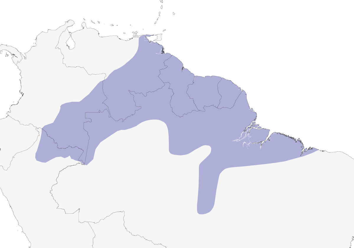 Tiranno pigmeo elmetto, Distribuzione 1