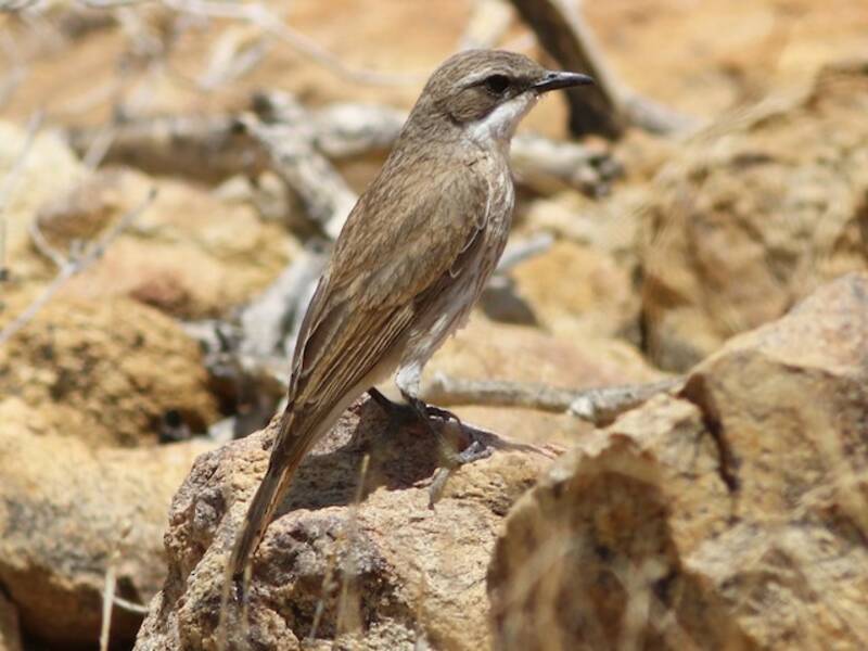 Merlo Herero, Foto 3