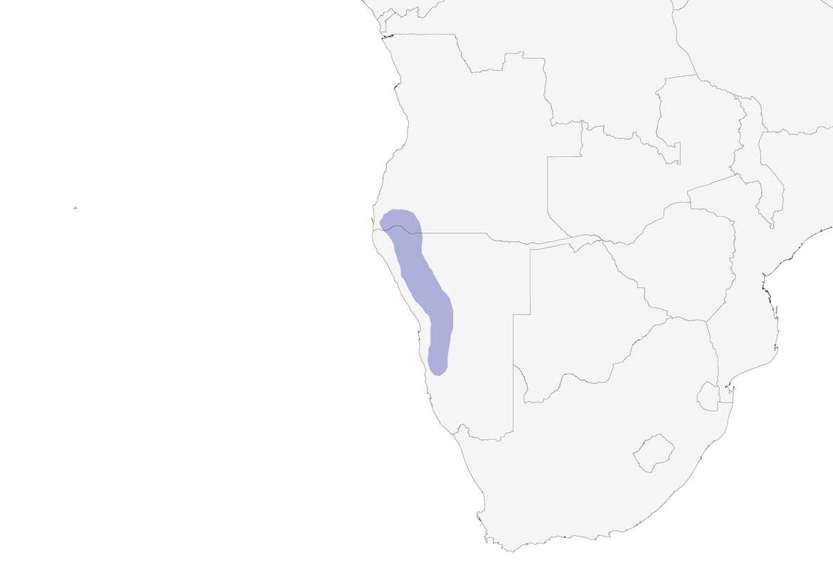 Merlo Herero, Distribuzione 1