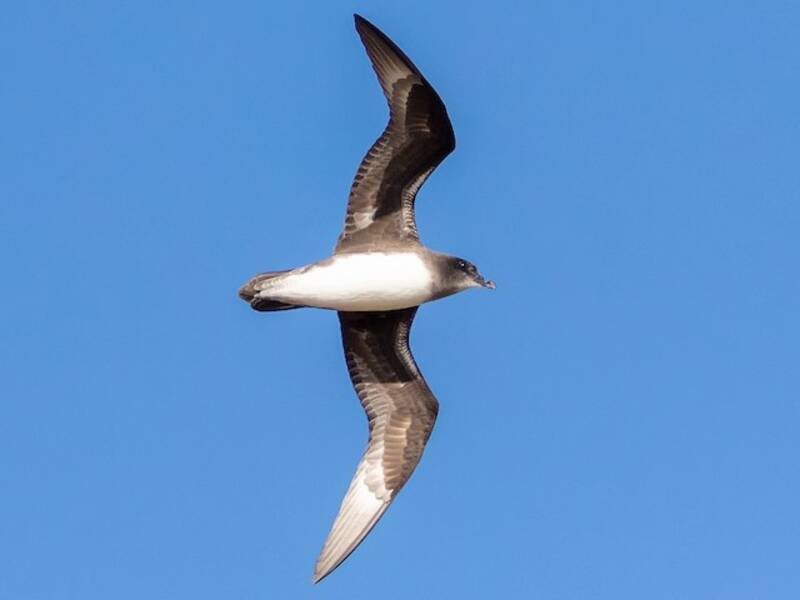 Herald Petrel, 照片 2