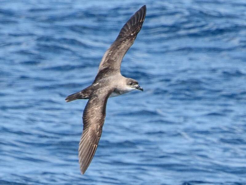 Herald Petrel, 照片 3