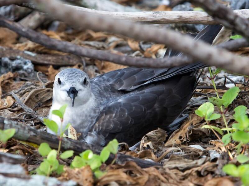 Herald Petrel, 照片 4