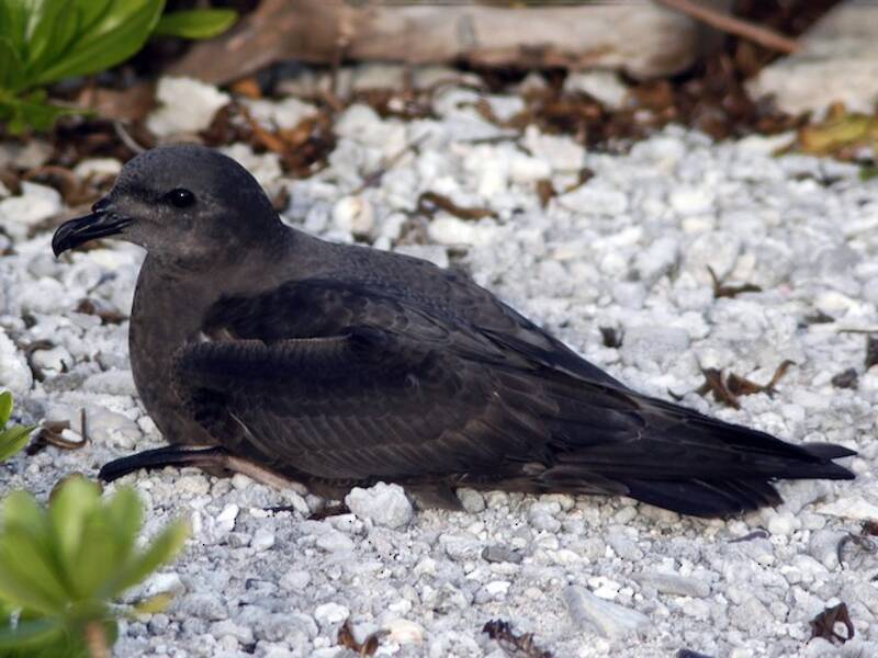 Petrel heraldo