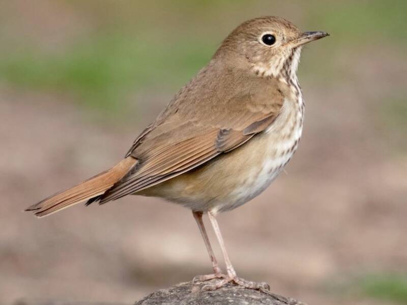 Hermit Thrush, 照片 2