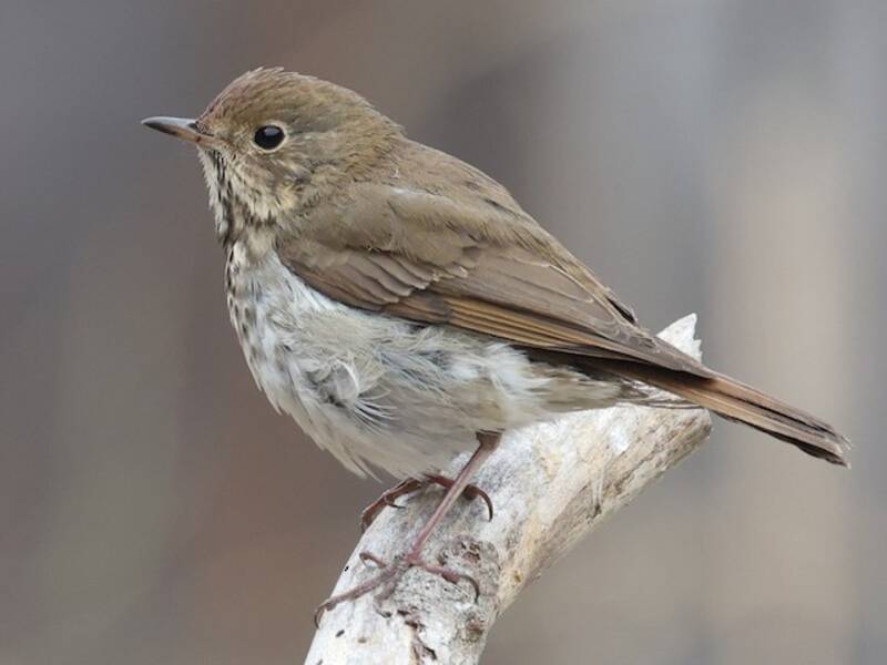 Hermit Thrush, 照片 4