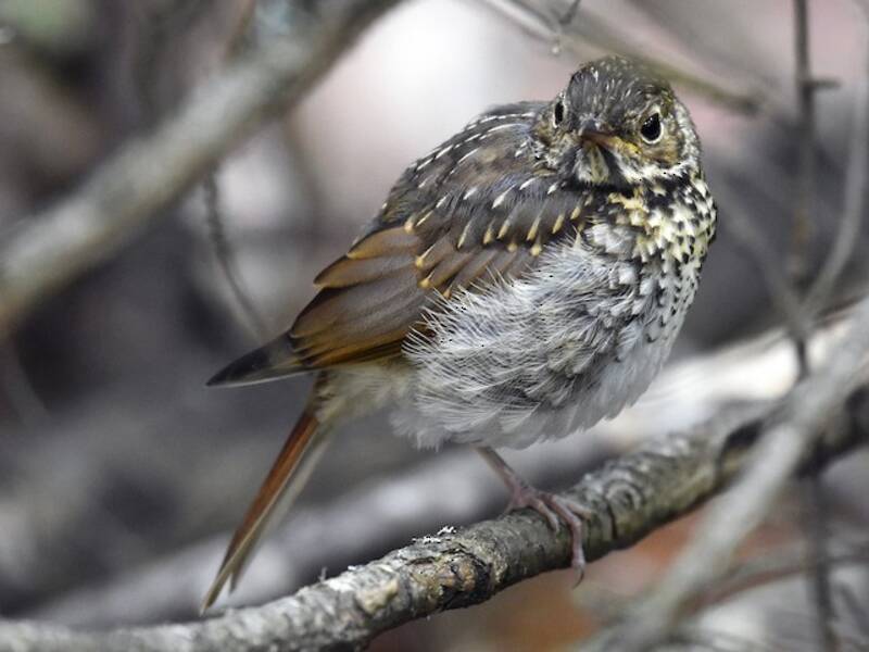 Hermit Thrush, 照片 3