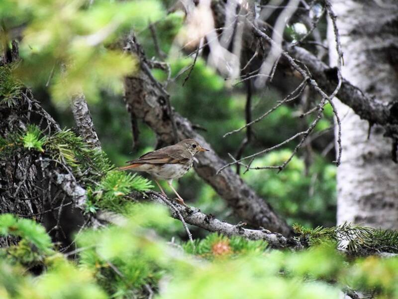 Hermit Thrush