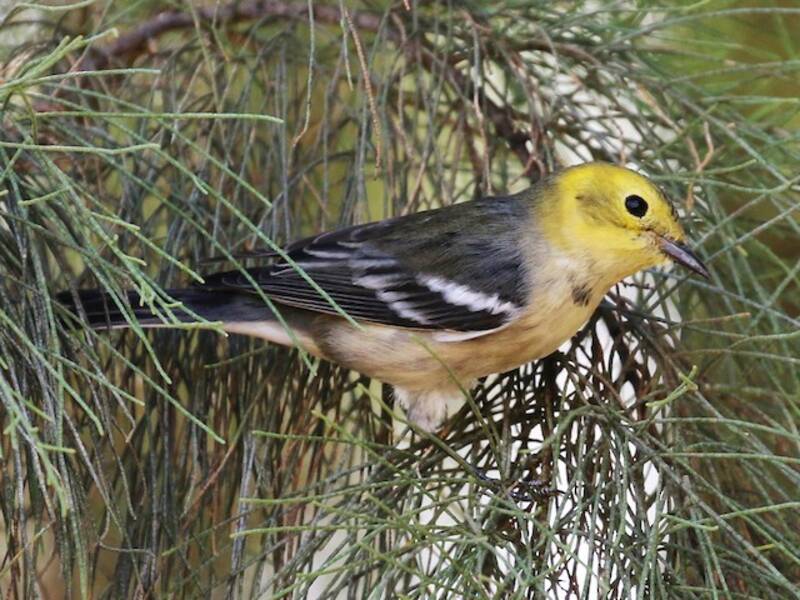 Hermit Warbler