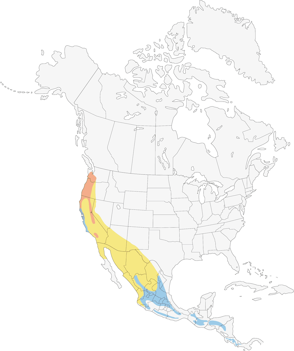 Paruline ermite, Distribution 1