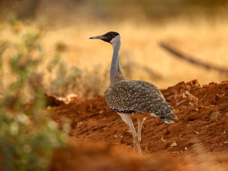 Heuglin's Bustard, 照片 2