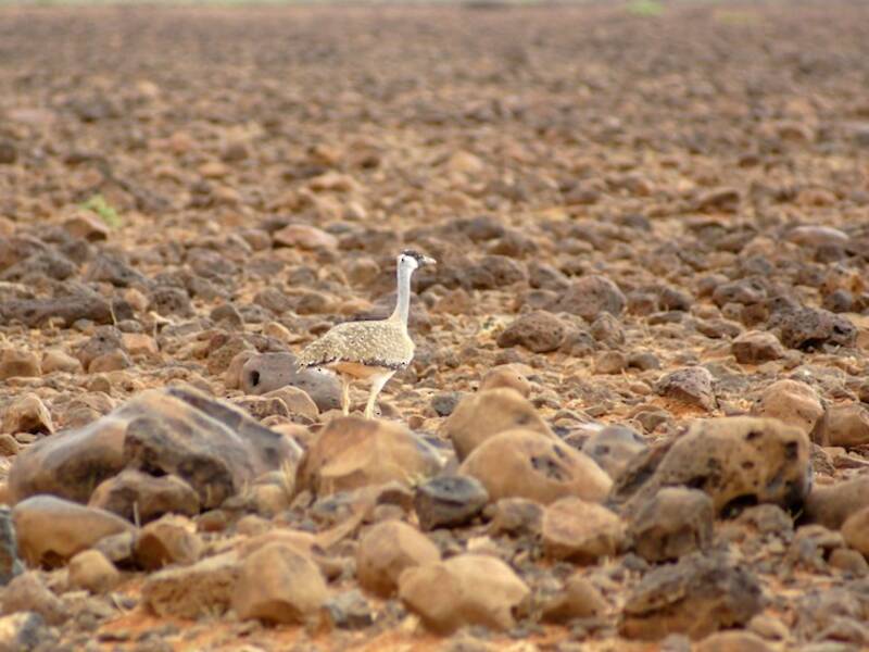 Heuglin's Bustard, 照片 3