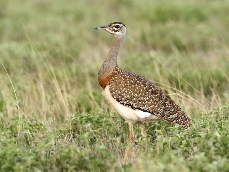 Heuglin's Bustard, 照片 4