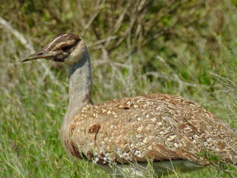 Heuglin's Bustard