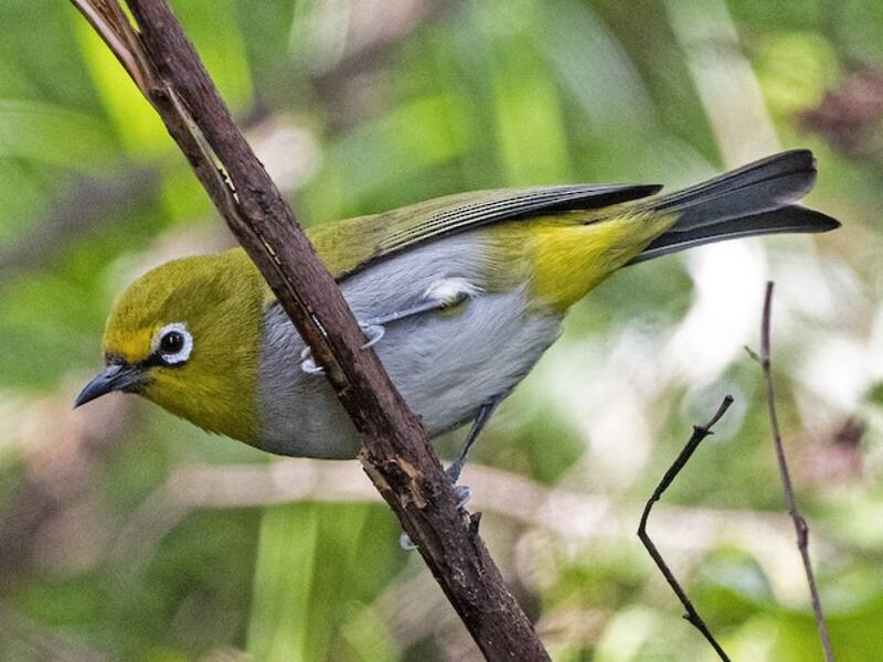 Äthiopien-Brillenvogel, Fotos 2