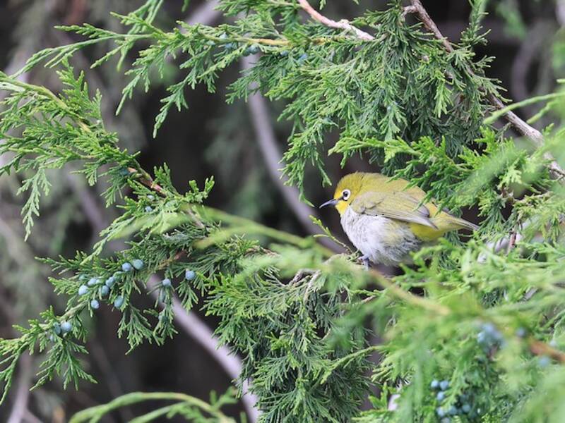 Äthiopien-Brillenvogel, Fotos 4
