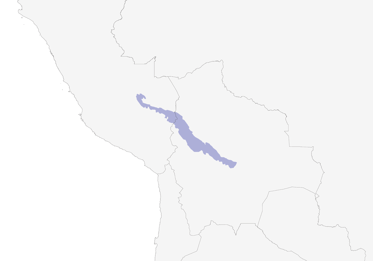 Tiranolete de Frente Avellana, Distribución 1