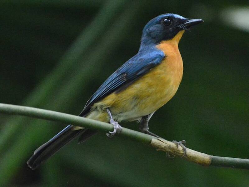 Papamoscas Azul de Java, Fotos 4