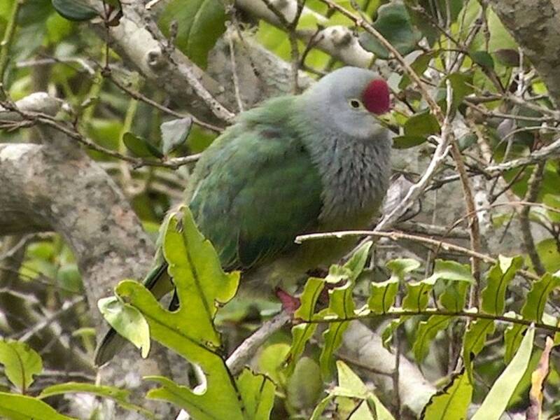 Tortora frugivora di Henderson, Foto 2