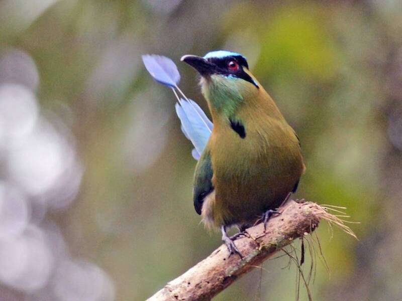 Motmot andino, Foto 3