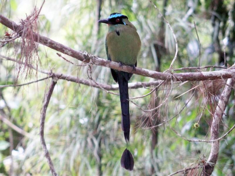 Motmot andino, Foto 4