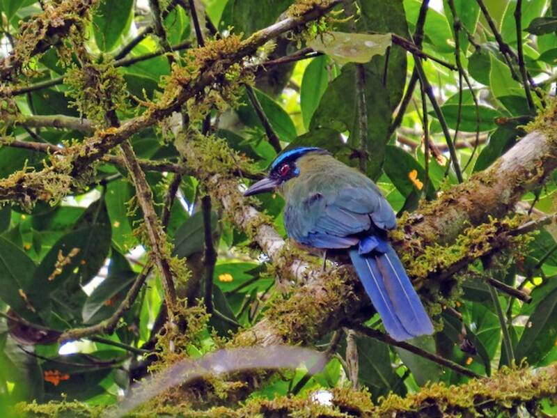 Motmot andino, Foto 2