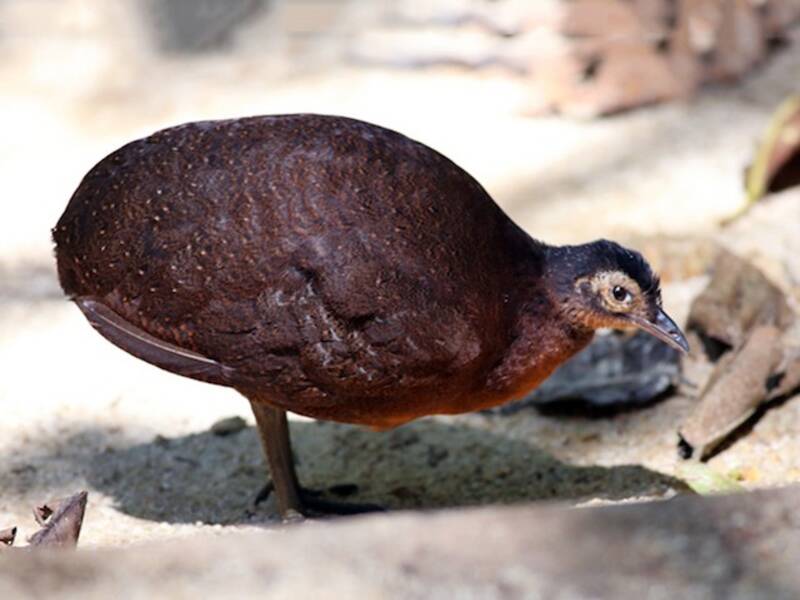 Highland Tinamou, Photos 3