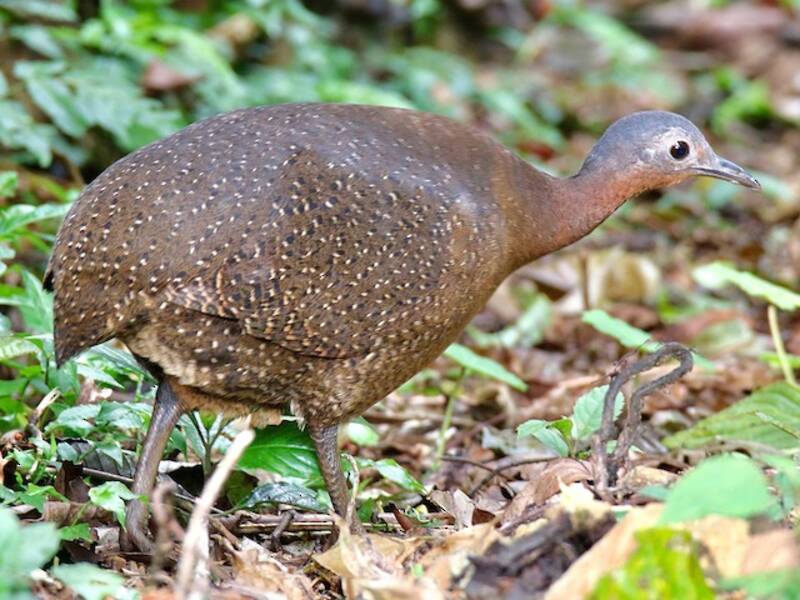 Highland Tinamou, Photos 1