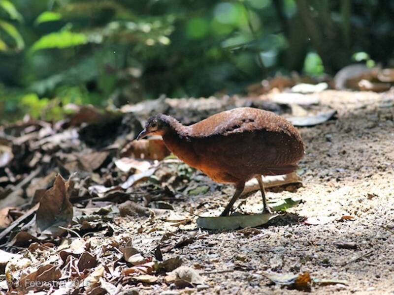 Highland Tinamou, Photos 2