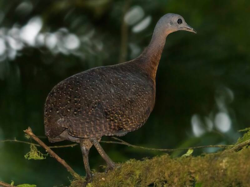 Highland Tinamou, Photos 4