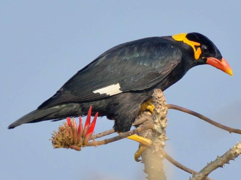 Common Hill Myna, 照片 2