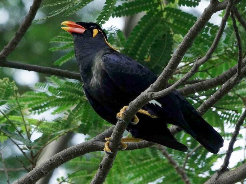 Common Hill Myna, 照片 4