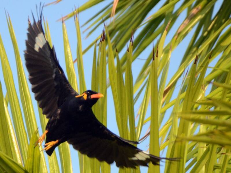 Common Hill Myna, 照片 3