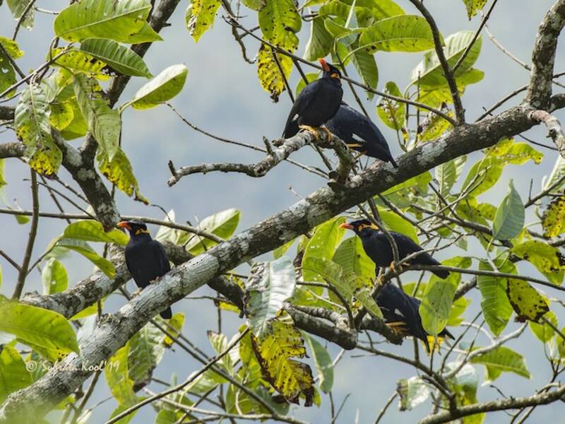 Common Hill Myna