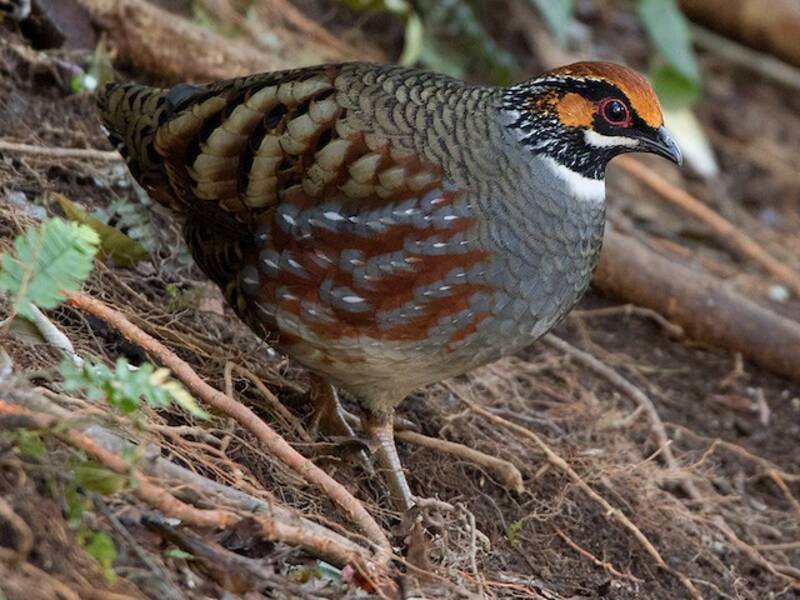 Hill Partridge, Photos 2