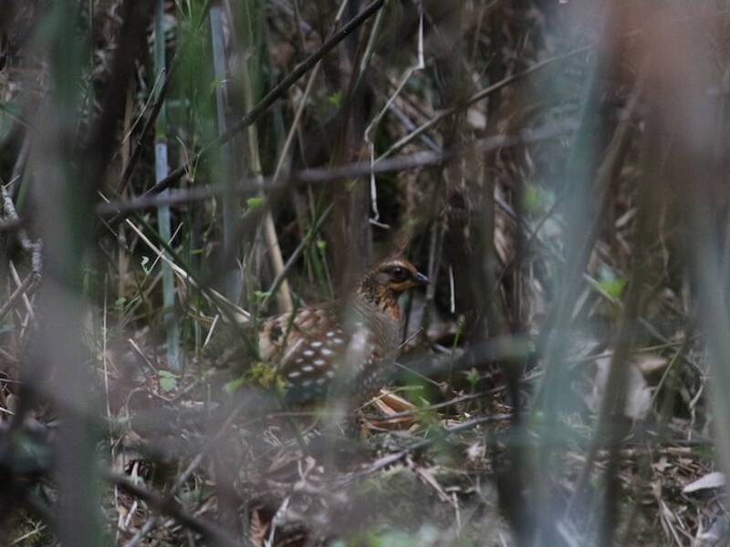 Hill Partridge, Photos 3