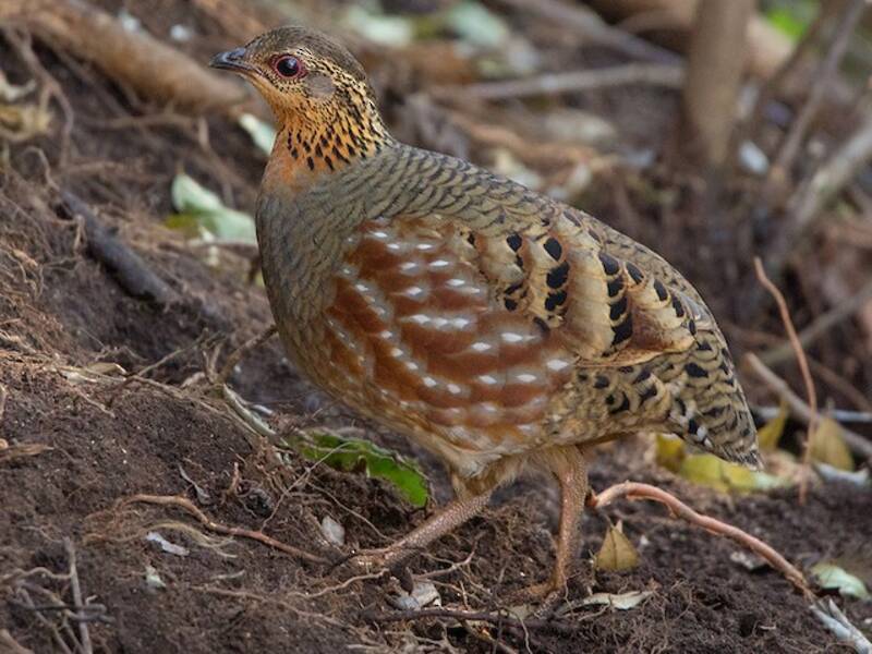Hill Partridge, Photos 4