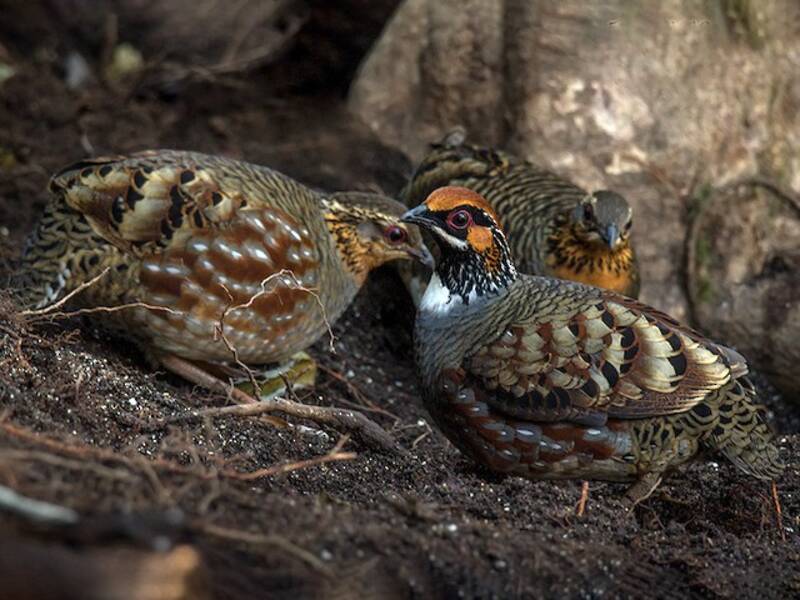 Hill Partridge