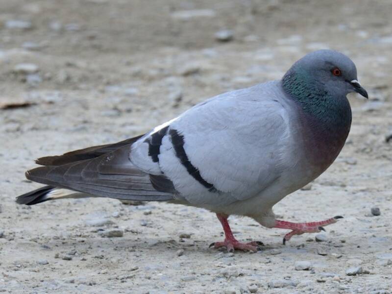 Pigeon des collines