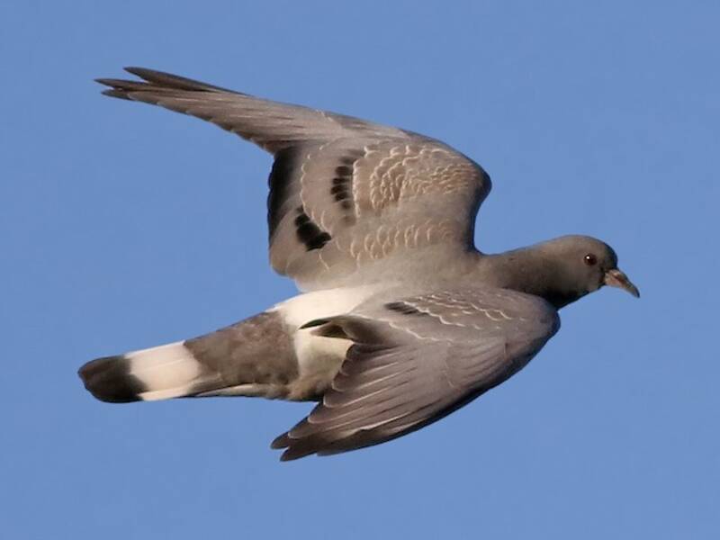 Pigeon des collines, Photos 3