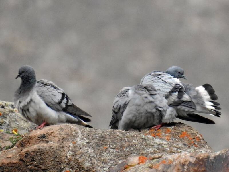 Pigeon des collines, Photos 2