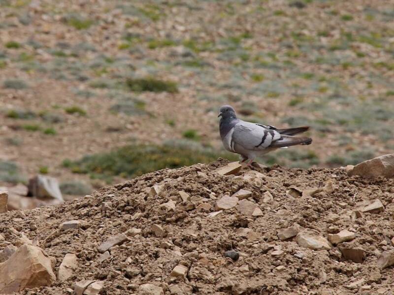 Pigeon des collines, Photos 4