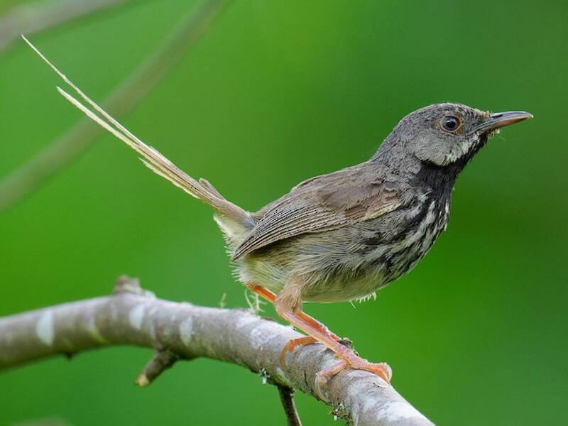 Prinia montagnarde, Photos 3