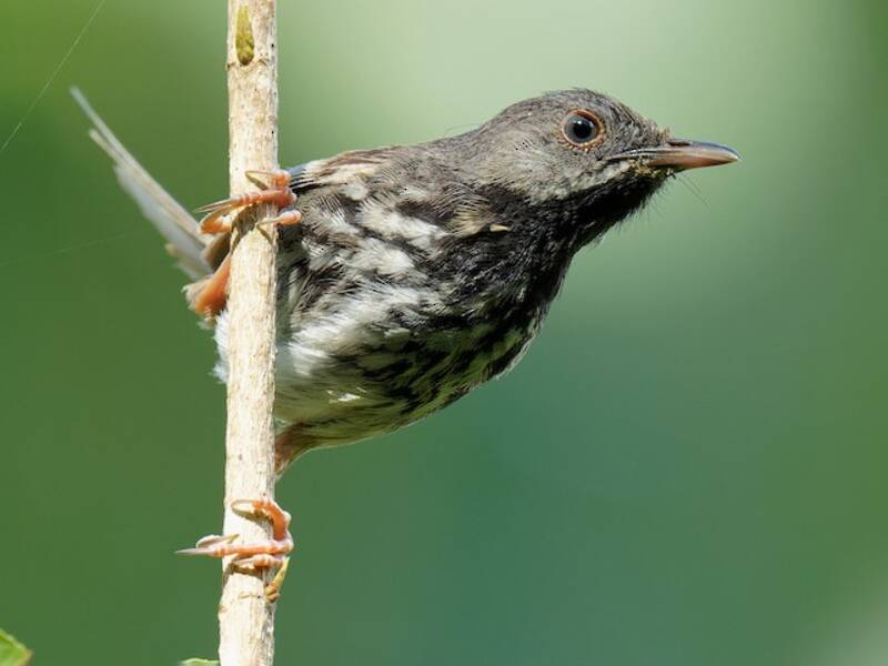Prinia montagnarde, Photos 2