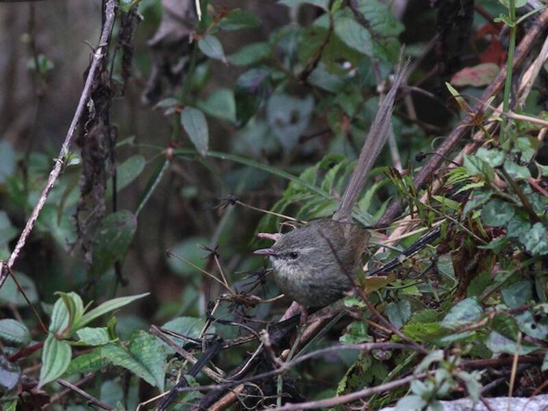 Prinia montagnarde, Photos 4
